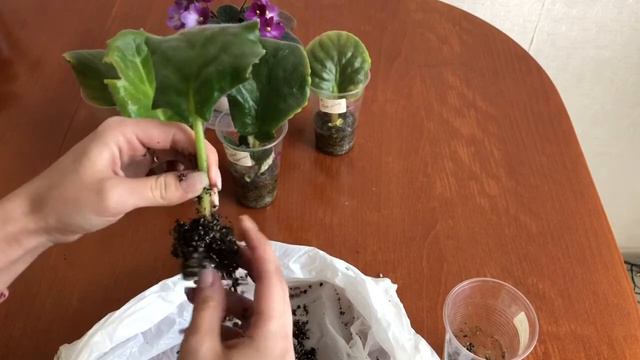 Когда отделять деток фиалки от листика? смотреть онлайн