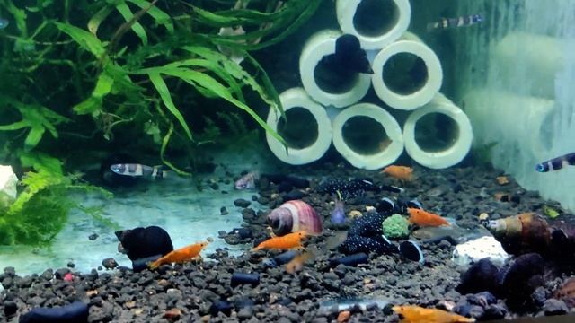 Факельная щучка / Pseudepiplatys annulatus смотреть онлайн