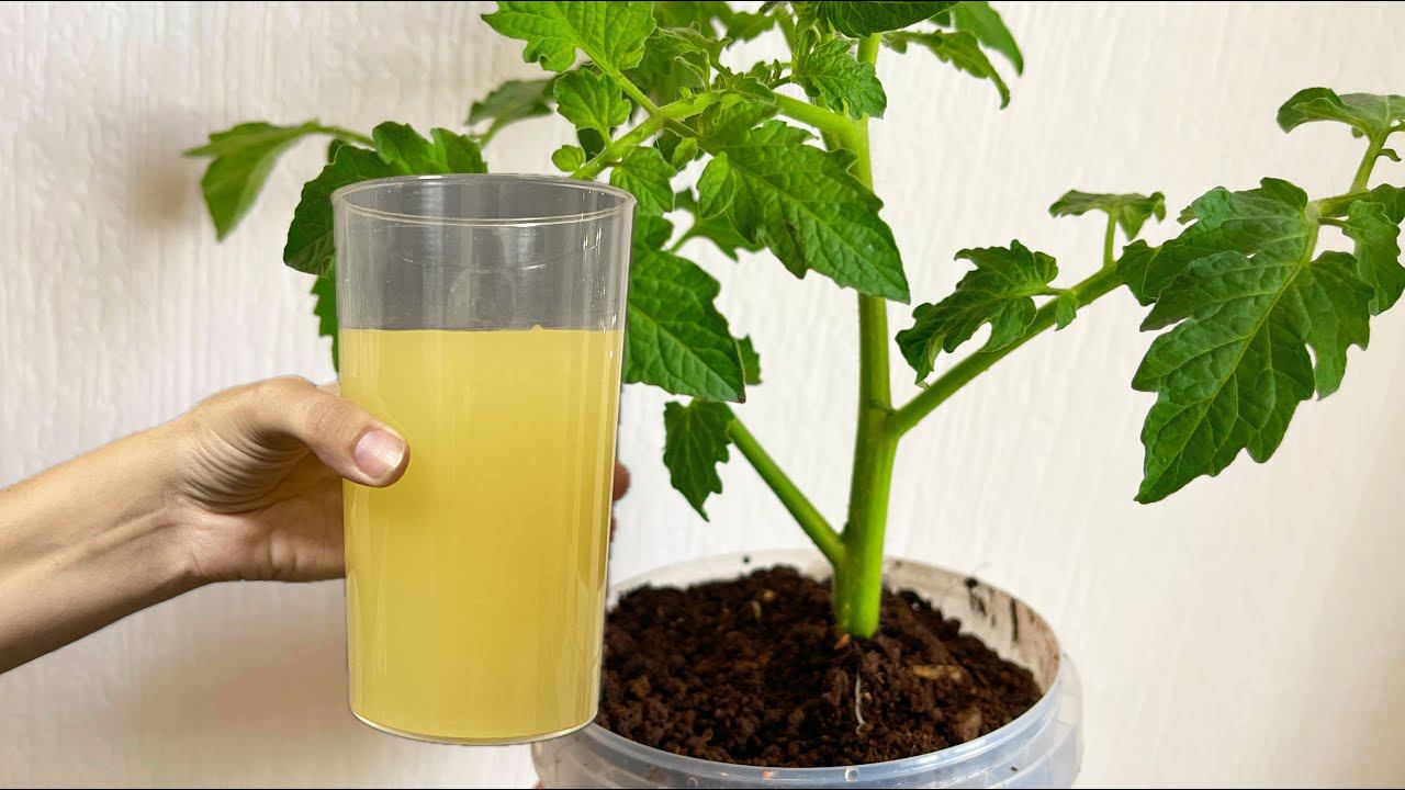 ВСЕГО ЗА СУТКИ У ТОМАТОВ И ПЕРЦА СТЕБЕЛЬ ТОЛЩЕ ПАЛЬЦА! СПАСИБО БАБУШКЕ ЗА ЭТУ НАТУРАЛЬНУЮ ПОДКОРМКУ смотреть онлайн