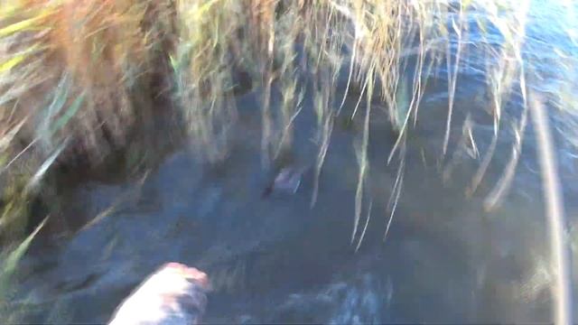 Охота на уток по классике! Манок,чучела,скрадок в камыше! Утиная охота ноябрь 2021 и песня от Салаш смотреть онлайн