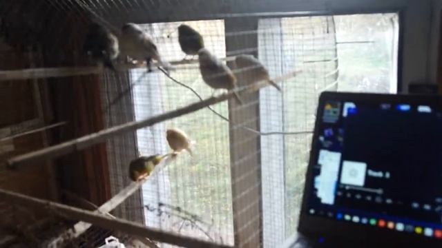 Кенарь учится петь смотреть онлайн
