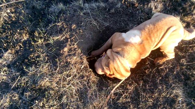 Сонька копает смотреть онлайн