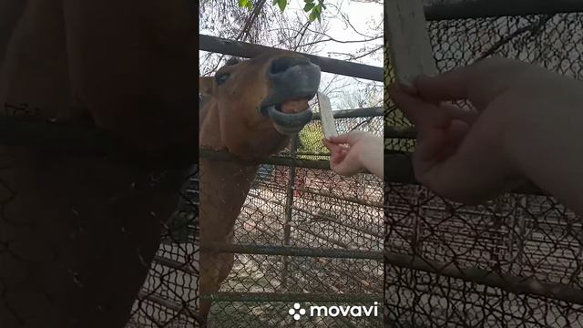 весёлое видео в зоопарке смотреть онлайн