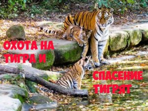 Охота на тигра и спасение тигрят. Интересная история из жизни животных.