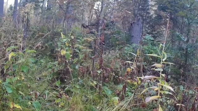 Сентябрь 2021 Строительство навеса, таёжная жизнь смотреть онлайн