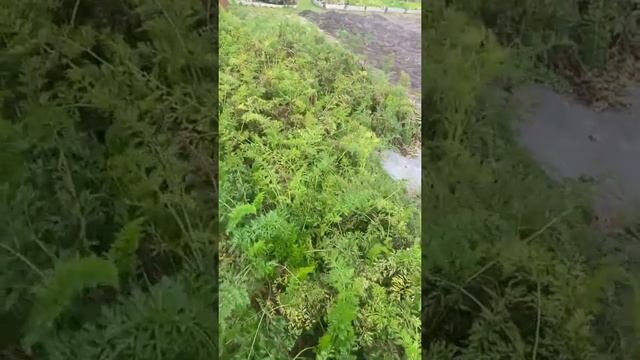 Доброе дачное утро! смотреть онлайн