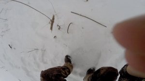 ЛОВУШКА НА КУРОПАТКУ,ПЕРЕПЁЛКУ ЗИМОЙ И ЛЕТОМ