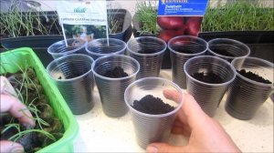 Лук ЭКСИБИШЕН 🌱.  Из таблеток в стаканчики .Пересадка и вторая стрижка лука.