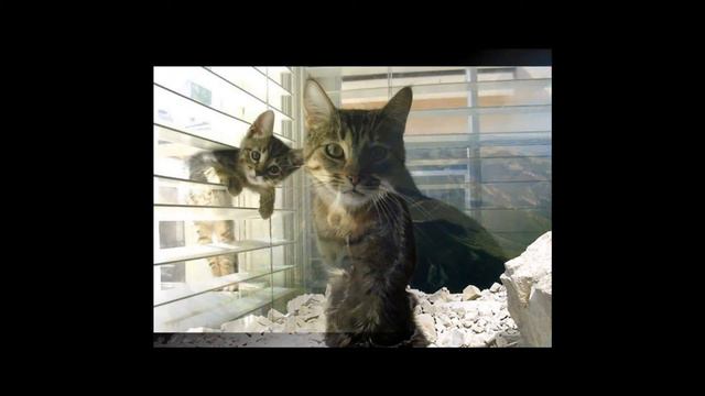 PILISHKIN Долгожданная птица счастья.1.wmv смотреть онлайн