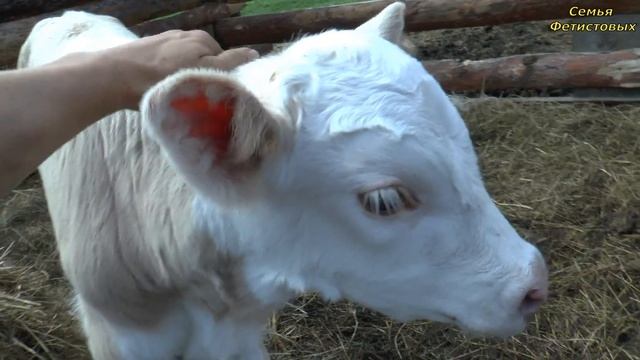 Сбежали коровы. Ещё три телёнка. Девочки сажают картошку// Семья Фетистовых смотреть онлайн