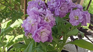 Однолетник ВОСТОРГ в чистом виде! Махровый левкой