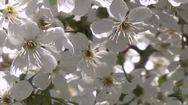 Белые крылья смотреть онлайн