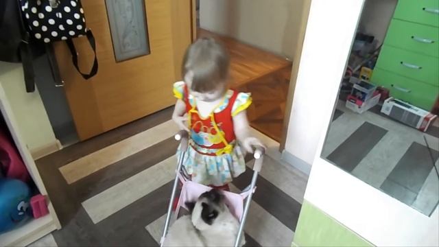 Кот в коляске. The cat in the stroller. смотреть онлайн