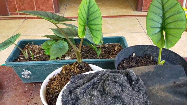 REPOTTING EMERALD DRAGON SCALE/BISMA ALOCASIA смотреть онлайн