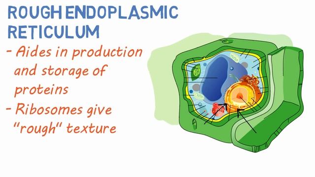 The Plant Cell | 13 Key Structures смотреть онлайн