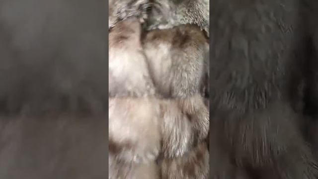 Эффектная шуба из лисы чернобурки смотреть онлайн