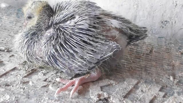 МОЛОДЫЕ ПТЕНЦЫ ВТОРОЙ ВЫВОД 2020 ГОДА смотреть онлайн