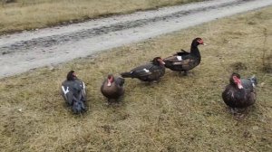 Мускусные утки тяжёлой линии Новая кровь Индоутки Шипуны Инбридинг Мускусная утка Сельская жизнь