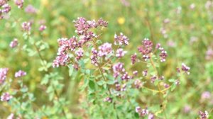 ЛЕТО! Детям о лекарственных травах!