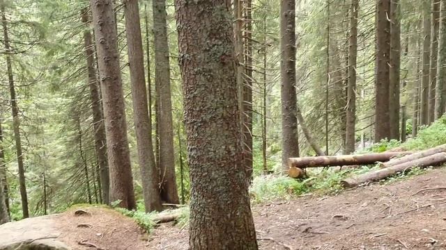 Подъем на гору #Говерла #Карпаты смотреть онлайн