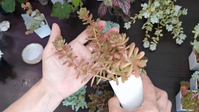 Седумы в моей коллекции смотреть онлайн