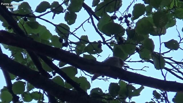 Голос соловья / Упоительное пение лучшего певца майского леса (Luscinia luscinia) #ГолосаПтиц смотреть онлайн