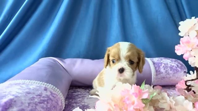 Шанель смотреть онлайн