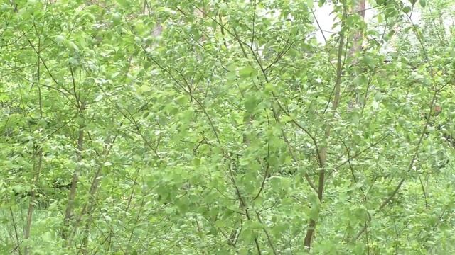 Звуки весеннего леса  5.1 объёмный звук