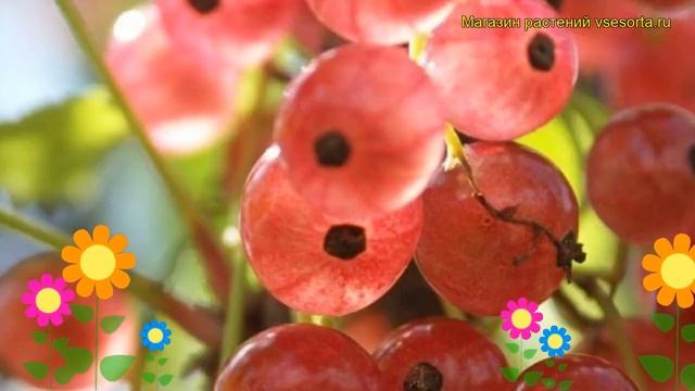 Смородина красная Голландская розовая. Краткий обзор, описание ribes rubrum Gollandskaya rozovaya смотреть онлайн