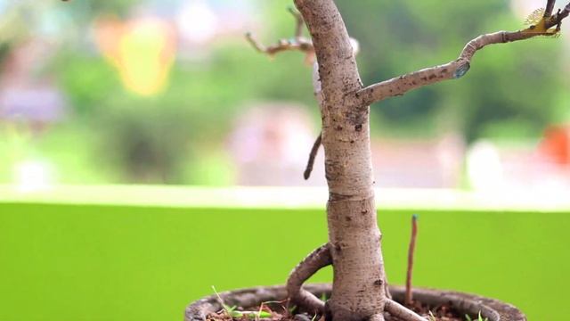 Big Ficus Benghalensis Bonsai Making смотреть онлайн