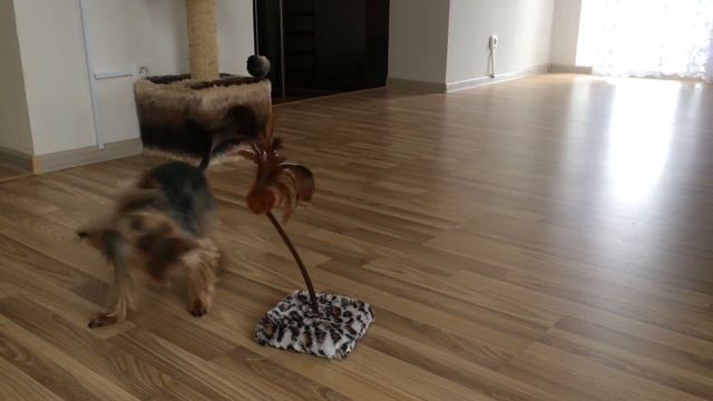 Йоркширский терьер) Мой Ричи :-) смотреть онлайн