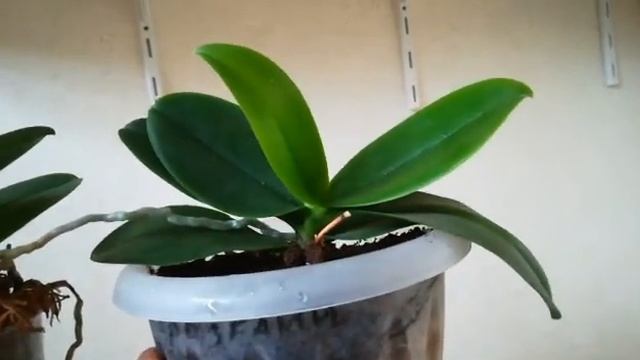 КОРОЛЕВСКОЕ ЦВЕТЕНИЕ САНСЕТ ЛАВ❣️❤️?? #sunset _ love #orhids #phalaenopsis #фаленопсис #flores ??❣️ смотреть онлайн