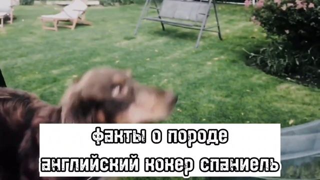 ?факты о породе английский кокер спаниель? смотреть онлайн