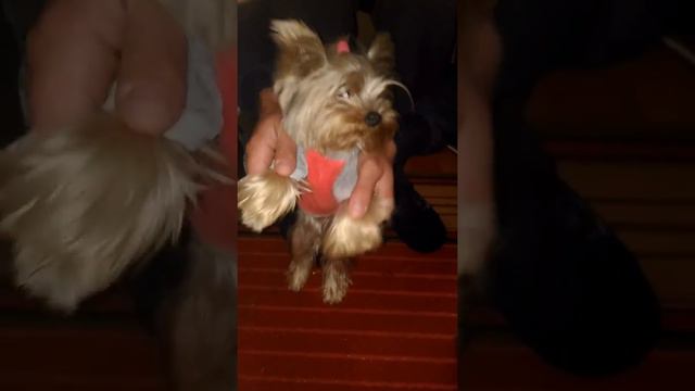 Веселый йорик,на дэнс пати!!! смотреть онлайн
