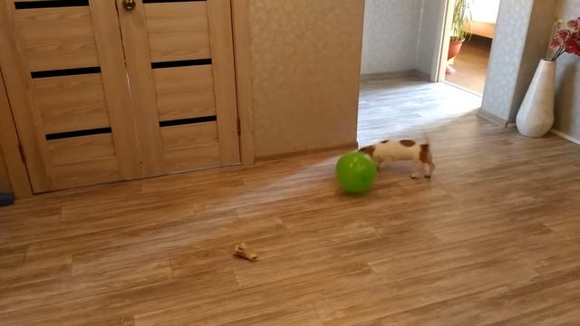 Джек рассел 3 месяца любимая игрушка смотреть онлайн