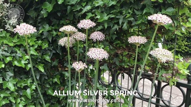 Allium 'Silver Spring' - FarmerGracy.co.uk смотреть онлайн