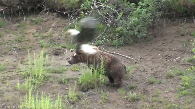 The Most Amazing Eagle Attacks Ever Caught on Camera смотреть онлайн