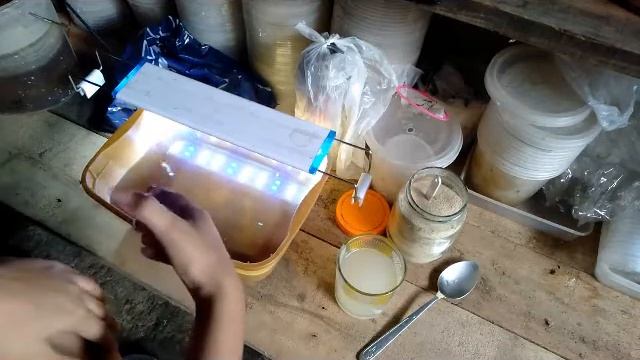 HOW TO CULTURE DAPHNIA [ MAGNA DAPHNIA ] IN EASY WAY l KAFISHPEACE VLOG смотреть онлайн