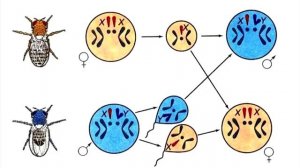 § 31 Генетика пола. Сцепленное с полом наследование.