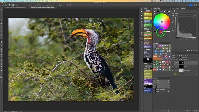 TK FRIDAY-Takes to the Wing (FULL EDIT Bird Image) Free PDF Notes and Image DOWNLOADS смотреть онлайн