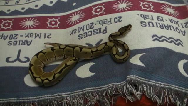 ball python morph (python bola fases) смотреть онлайн