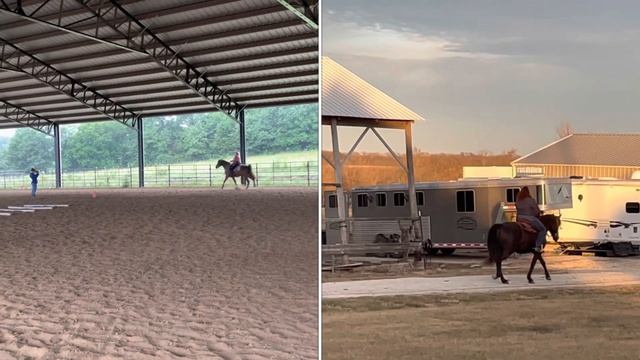 Bravo Tango *Missouri Foxtrotting Horse* for sale, MagicHorseAuction.com until 5:00pm CST 2/5/2022 смотреть онлайн