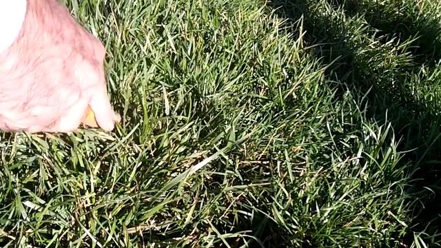 Minelab Safari - Testing the 4.5 x 7 Excelerator coil смотреть онлайн