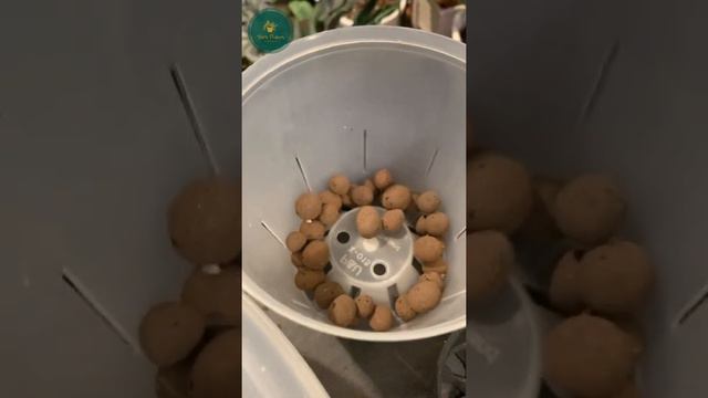 Repotting Alocasia Silver Dragon เปลี่ยนกระถางอโลคาเซียมังกรเงินกันครับ смотреть онлайн