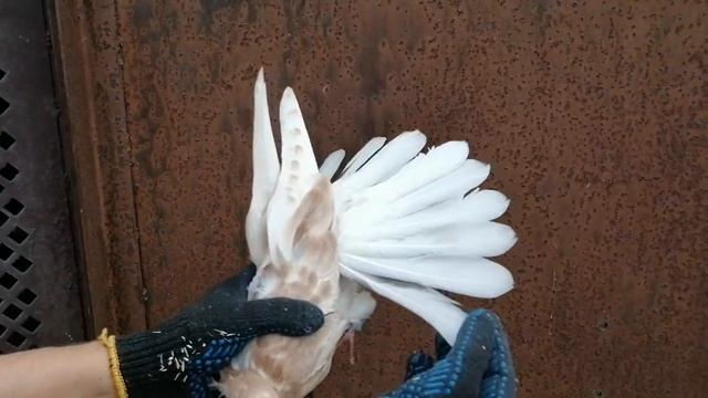 ГОЛУБИ ЛОЗОВАТСКОГО. 1 июня 2022г. ТЕЛ.38 050 707 57 21 смотреть онлайн