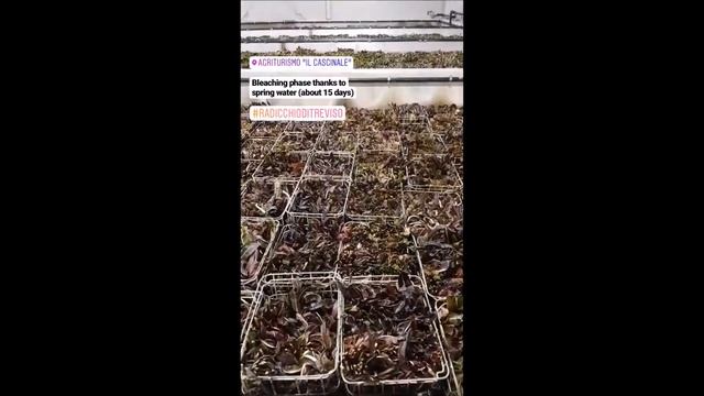 The production phases of Radicchio di Treviso igp смотреть онлайн