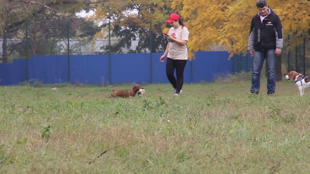 КУРСИНГ (бега за механической лисой) 13.10.13