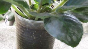 МУЧНИСТАЯ РОСА   НА ФИАЛКЕ. ХИТРЫЙ КОВАРНЫЙ ВРАГ