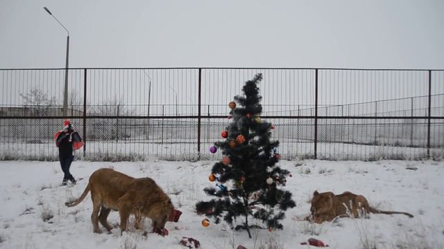 Львица Лола встретила Новый год под елочкой смотреть онлайн