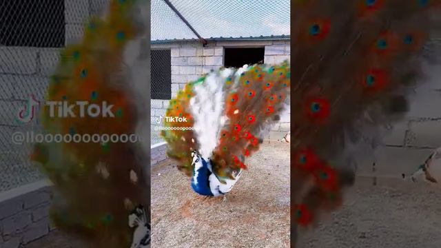 Pavlin#pavlin# смотреть онлайн